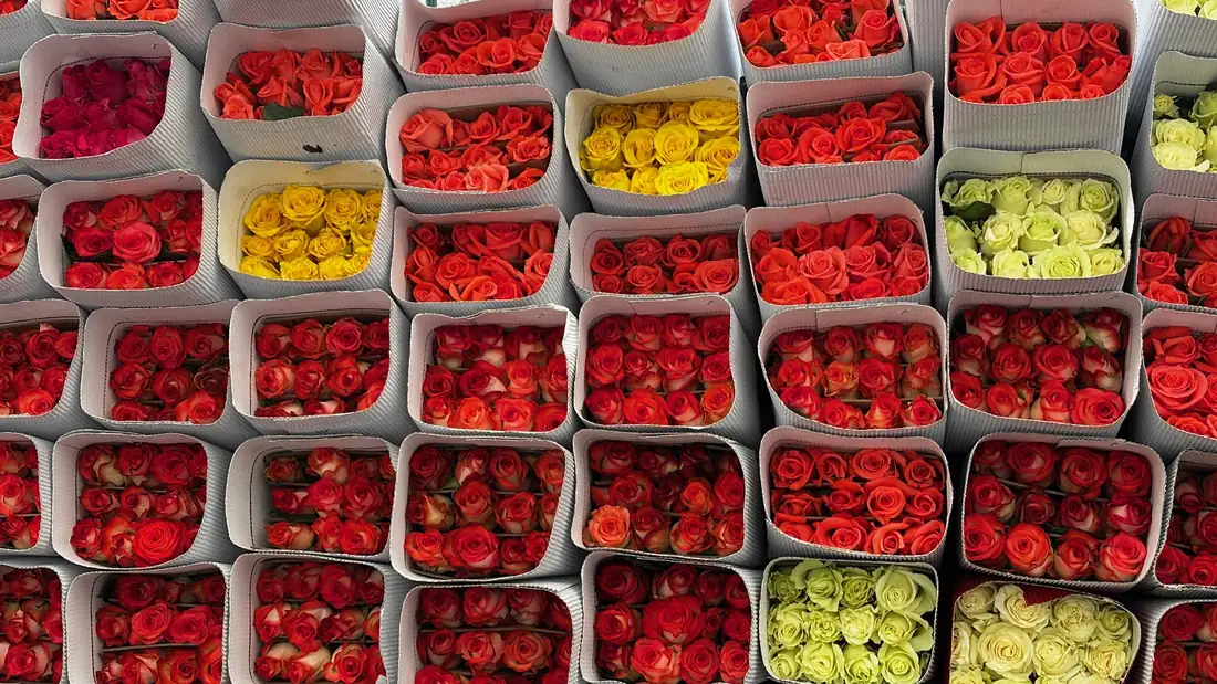 Muro de cajas de rosas listas para despacho en el cultivo